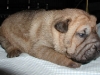 shar-pei-2609huendinbrush1a.jpg