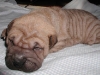 shar-pei-2609huendinhorse3a.jpg