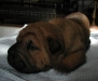 shar-pei-2609katie4a.jpg