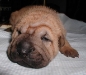 shar-pei-2609katie6a.jpg