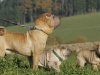 shar-pei-2611BravoGonzoKatie1a.jpg