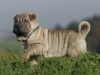 shar-pei-2611Gonzo3a.jpg