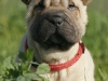 shar-pei-2611Katie1a.jpg