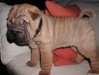 shar-pei-3110Enya10a.jpg