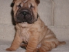 shar-pei-3110Enya2a.jpg