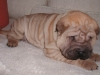 shar-pei-3110Erin1a.jpg