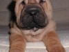 shar-pei-3110Katie2a.jpg