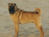 shar-pei-Rocco-1.jpg