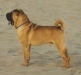 shar-pei-Rocco2.jpg