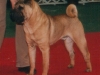 shar-pei-rocco3.jpg