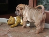 shar-pei-0110-Geisha1.JPG