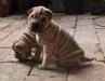 shar-pei-0110-GeishasitzGirliea.jpg