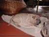 shar-pei-0110-George1a.jpg