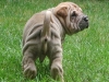 shar-pei-0110-Gershwin1a.jpg