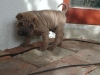 shar-pei-0110-Gilla2a.jpg