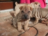 shar-pei-0110-Gismo2a.jpg