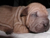 shar-pei-0309-HC2a.jpg