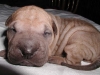 shar-pei-0309-HC3a.jpg