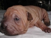 shar-pei-0309-HD2a.jpg