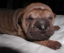 shar-pei-0309-HG1a.jpg