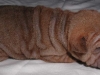 shar-pei-0309-HG4a.jpg