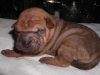 shar-pei-0309-RA1a.jpg