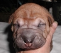 shar-pei-0309-RB1a.jpg