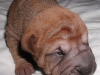 shar-pei-0309-RB7a.jpg