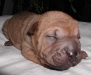 shar-pei-0309-RF1a.jpg