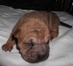 shar-pei-0309-RH3a.jpg