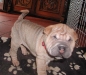 shar-pei-0810-Gershwin1a.jpg