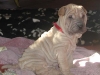 shar-pei-0810-Gilla1a.jpg