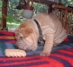 shar-pei-0810-Gismo2a.jpg