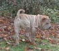 shar-pei-111206-Gershwin1.jpg