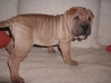 shar-pei-1510-Geisha2a.jpg