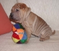 shar-pei-1510-Gismo5a.jpg