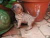 shar-pei-1609-HC3a.jpg