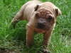 shar-pei-1609-HD4a.jpg