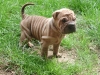 shar-pei-1609-HG5a.jpg
