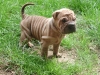 shar-pei-1609-HG5a.jpg