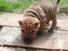 shar-pei-1609-RA4a.jpg