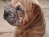 shar-pei-1609-RH2a.jpg