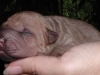 shar-pei-2208-hd-ca.jpg