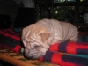 shar-pei-230906-Gandhi2a.jpg