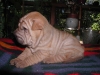 shar-pei-230906-Geisha2a.jpg