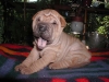 shar-pei-230906-Geisha3a.jpg