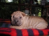 shar-pei-230906-George2a.jpg