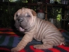 shar-pei-230906-George3a.jpg