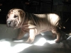 shar-pei-230906-Gesine2a.jpg