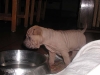 shar-pei-230906-Gilla2a.jpg